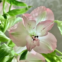 Нежный подарок) :: Любовь 