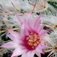 У меня зацвел кактус :: Tata Wolf