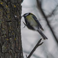 Птичка замри :: Виктор Иванович Чернюк