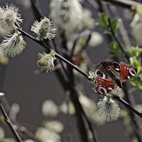 ...пробуждение цвета... :: Александр Герасенков