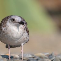 На морском берегу :: Владимир Лазарев