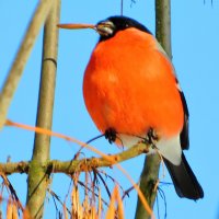 За обедом :: Андрей Снегерёв За обедом :: Андрей Снегерёв