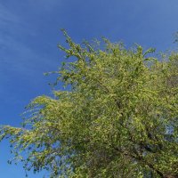 июнь :: Елена Шаламова