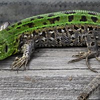 настороженность :: Aleksandr . настороженность :: Aleksandr .