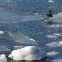 Лысухи на канале, Балтийск :: Рита Симонова