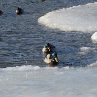 Утки на  море, Балтийск :: Рита Симонова