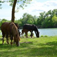 На выпасе. :: Виктор