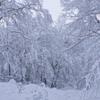 Новогоднееутро---09 :: Владимир Холодный