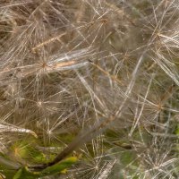 Краски лета. Пушинки. :: Алексей Трухин