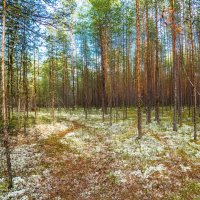 Беломошные сосновые боры (по коми - яг). Окрестности Ухты. Песочные, гулять можно в тапочках) :: Николай Зиновьев