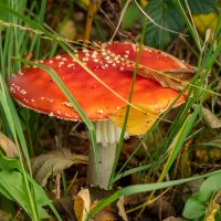 Про мухомор... :: Николай Гирш