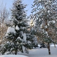 ель и елка :: Владимир 