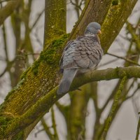 (°-°) :: Jakob Dick