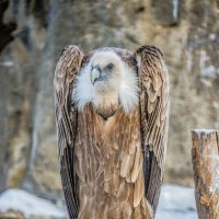 СИП БЕЛОГОЛОВЫЙ :: Аркадий Лаптенко