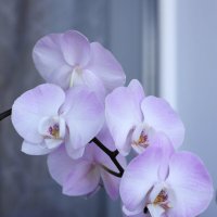 Моя коллекция орхидей :: Irene Irene