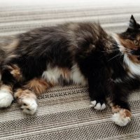 Наша кошечка :: Елена Сухорученкова Наша кошечка :: Елена Сухорученкова