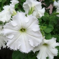 цветы :: МАРИЯ ПОПОВА