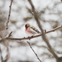 Чечетка :: Мария К.