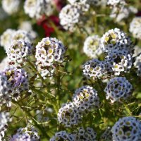 Цветы :: Дарья Шуклина