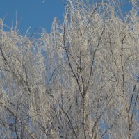 зима :: kudrni Кудрявцева