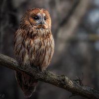 В лесных дебрях :: Александр К.