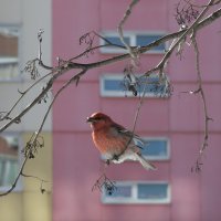 Христова птица - клёст :: sorovey Sol