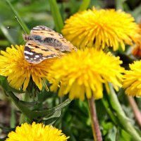 ..и бабочка на одуванчиках... :: Александр Герасенков