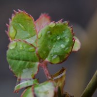 Стойкие, упорные...пережили зимушку...после февральского дождя...17 февраля.... :: Надежда Куркина Стойкие, упорные...пережили зимушку...после февральского дождя...17 февраля.... :: Надежда Куркина