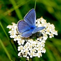 опять про бабочек...463 :: Александр Прокудин