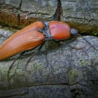 Щелкун кроваво-красный :: Aleksey Afonin