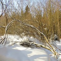 Зимняя картина :: Андрей Снегерёв