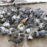 Коллективный обед :: Галина Нестратова