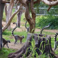 Лемурчики... :: Галина Ильясова Лемурчики... :: Галина Ильясова