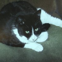 Замёрз на улице :: Людмила Смородинская