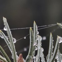 После дождя :: Мариша 