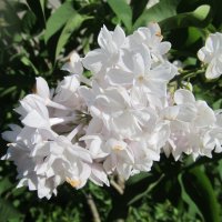 июнь :: Елена Шаламова