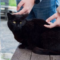 Ладно, гладь :: Александра В.