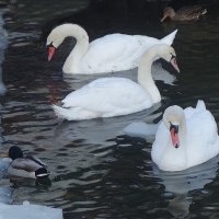 Лебеди на канале, Балтийск :: Рита Симонова