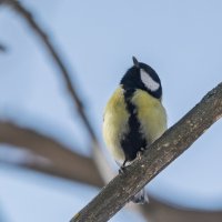 И где эта весна :: Виктор Иванович Чернюк