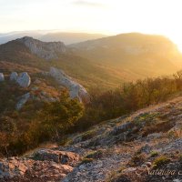 Природа Крыма :: Amazing Cosmea