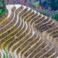 Рисовые поля в террасах :: Георгий А