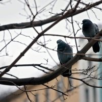 Предчувствие весны :: Михаил Андреев