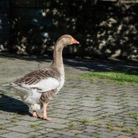 На прогулке :: Владимир Жуков