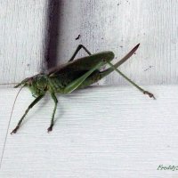 Кузнечик :: Freddy 97