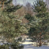 молодые ели :: Валентина. .