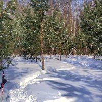 в зимнем лесу :: Валентина. .