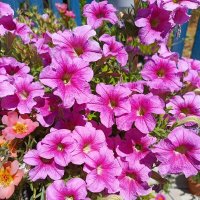 Петунии :: Татьяна Пальчикова