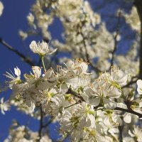 Ждем весну :: Татьяна Пальчикова