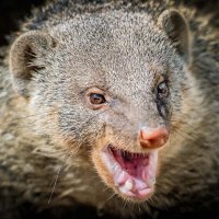 МАНГУСТ :: Аркадий Лаптенко МАНГУСТ :: Аркадий Лаптенко