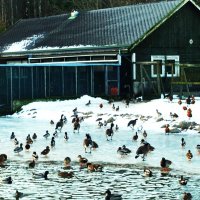 Потянулся птичий народ на обед.. :: Aida10 